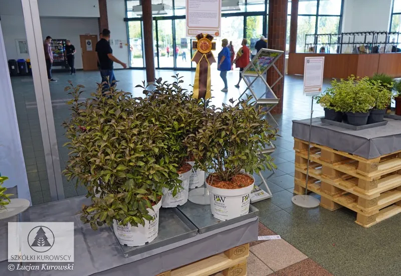 Pflanzen in Containern