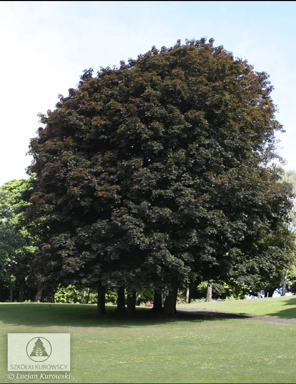 Pflanzen für die Stadtbegrünung